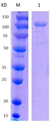 12% SDS-PAGE analysis profiles of purified MCR_RS05540-31-919 (CBB stained).